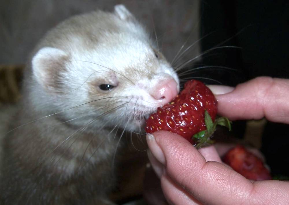 Как подарить любовь дома