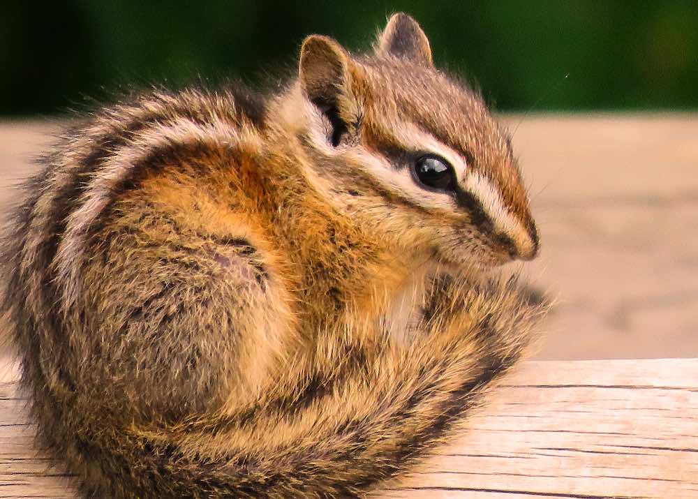 Сколько живёт бурундук в домашних условиях