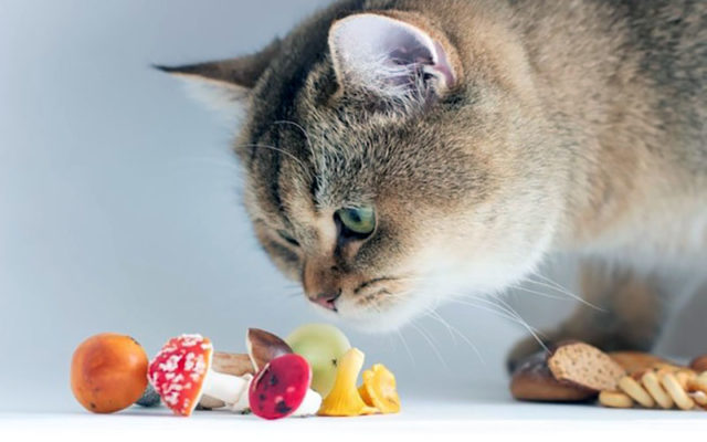 Золотая британская шиншилла: описание шиншилловых британцев, характер золотистых кошек и котов