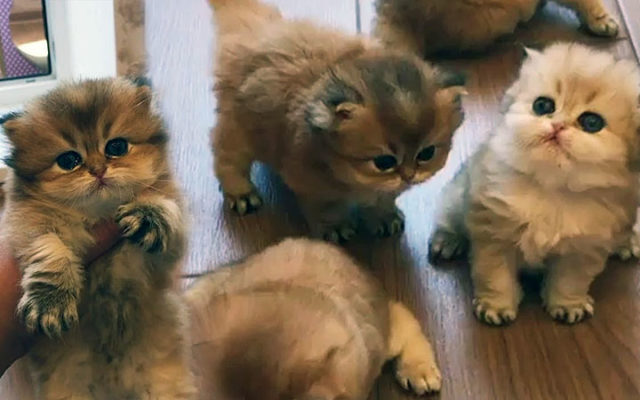 Золотая британская шиншилла: описание шиншилловых британцев, характер золотистых кошек и котов