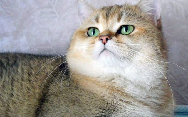 Золотая британская шиншилла: описание шиншилловых британцев, характер золотистых кошек и котов