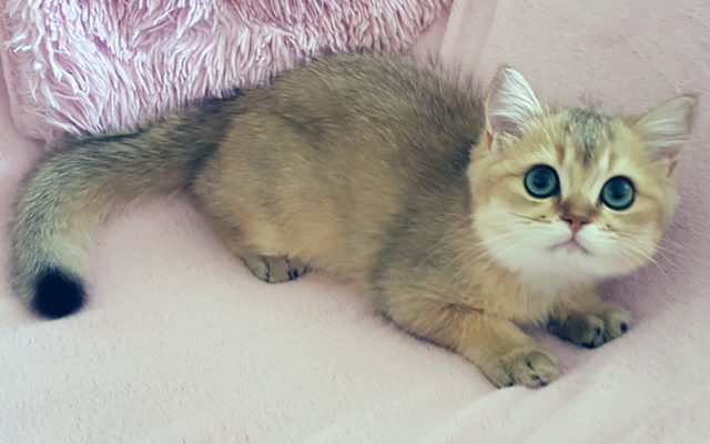 Золотая британская шиншилла: описание шиншилловых британцев, характер золотистых кошек и котов