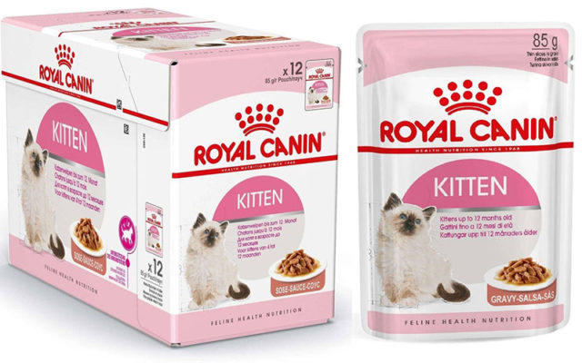 Золотая британская шиншилла: описание шиншилловых британцев, характер золотистых кошек и котов