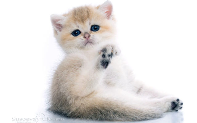 Золотая британская шиншилла: описание шиншилловых британцев, характер золотистых кошек и котов