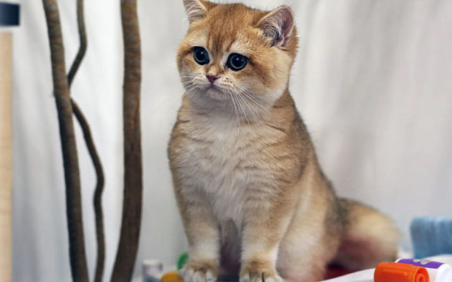 Золотая британская шиншилла: описание шиншилловых британцев, характер золотистых кошек и котов