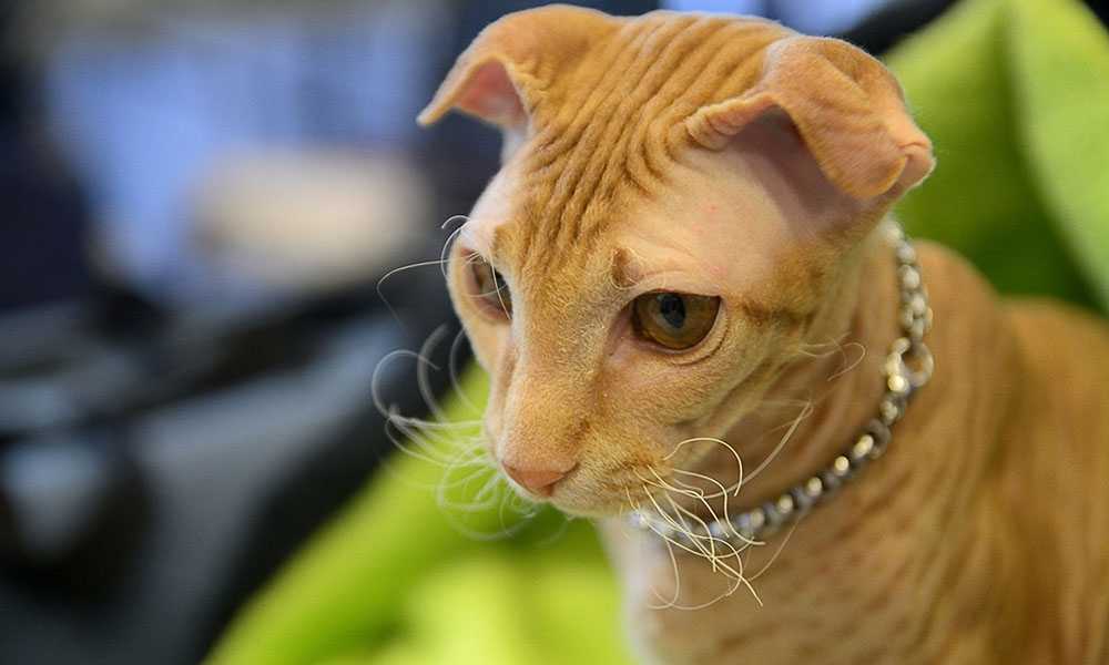 рыжий украинский левкой