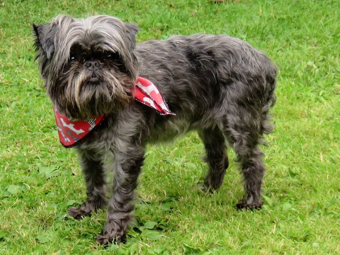 ТОП-30 гипоаллергенных пород собак (30 фото): полный список, для чувствительных владельцев, большие, средние, маленькие