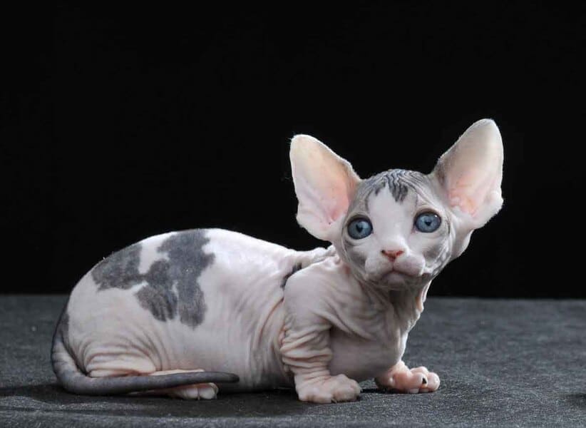 Характер и воспитание кошки бамбино