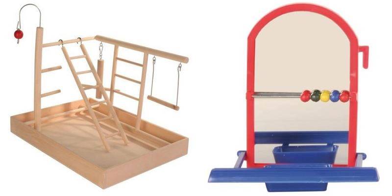 Александрийский попугай: описание, виды, содержание и уход