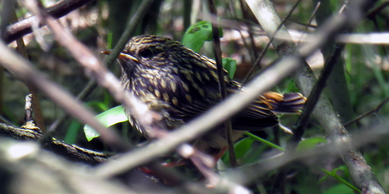 Варакушка: описание птицы с ярким клювом, фото, где обитает, чем питается, цвета, подвиды, интересные факты