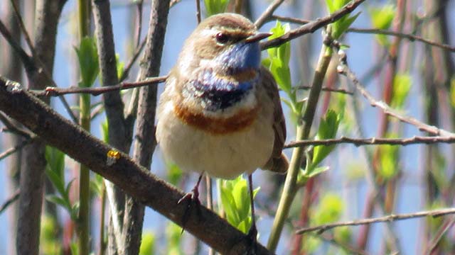 Варакушка: описание птицы с ярким клювом, фото, где обитает, чем питается, цвета, подвиды, интересные факты