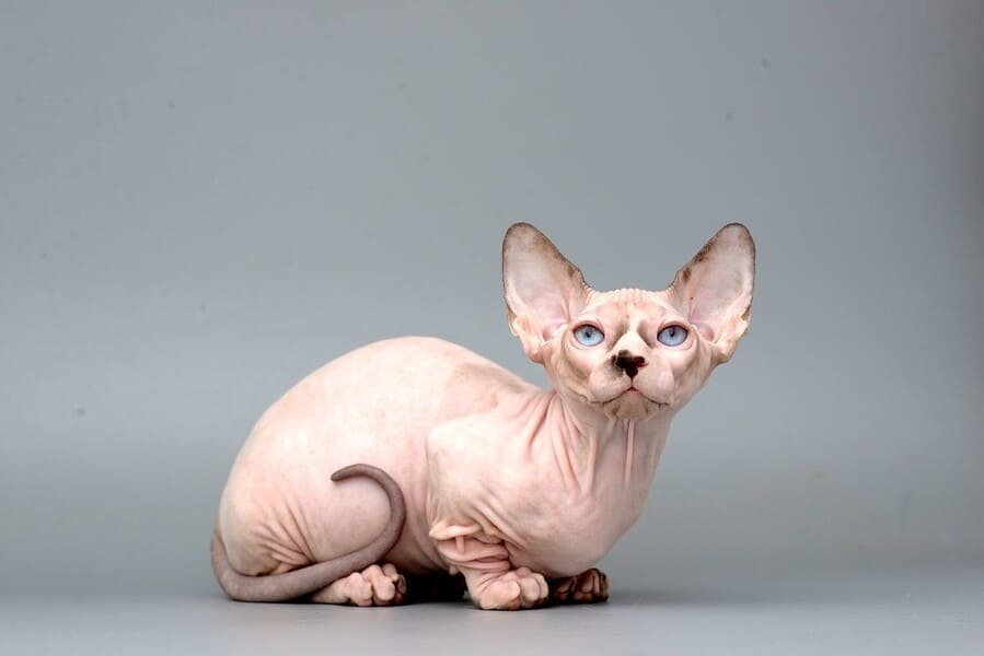 Интересные факты о кошке бамбино