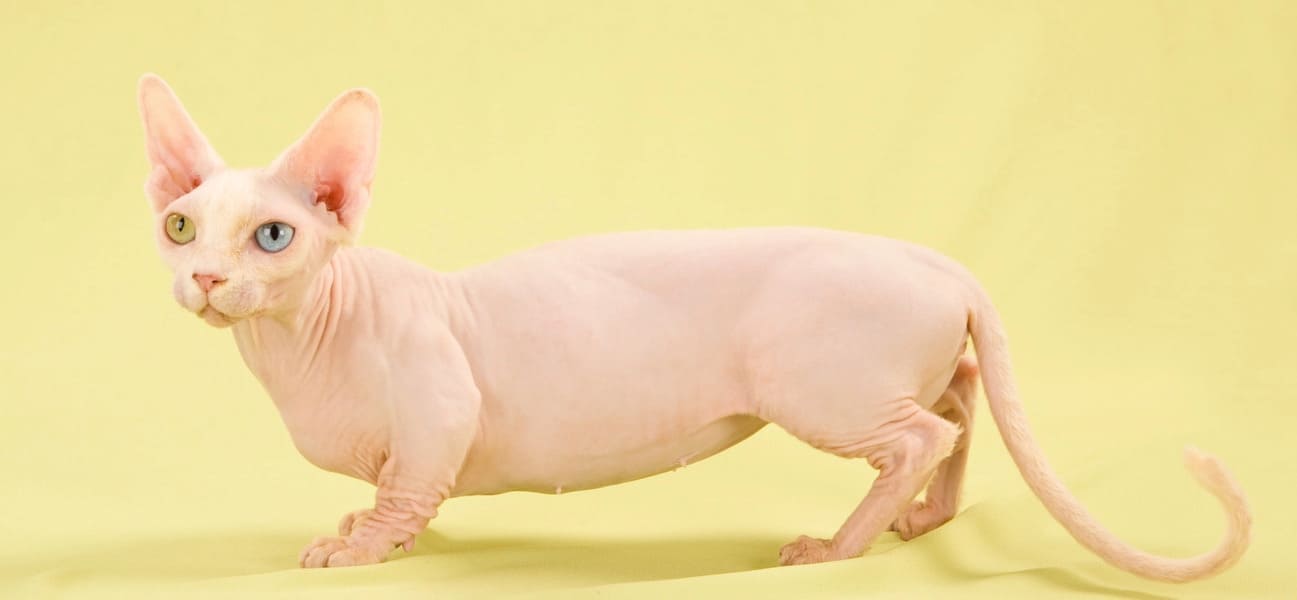 Кошка бамбино