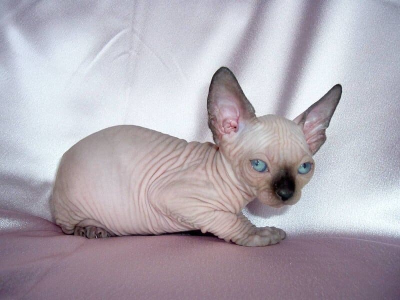 Кожные покровы и шерсть бамбины