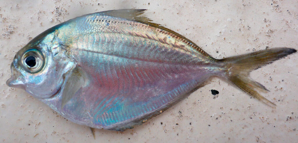 Масляная рыба