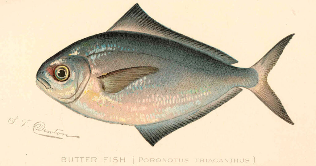 Масляная рыба