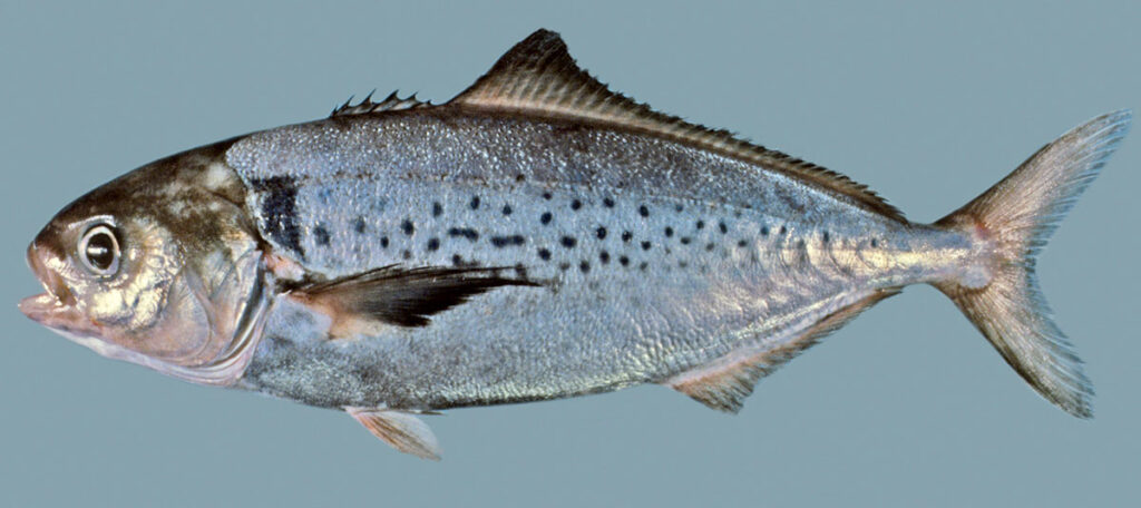 Перуанская сериолелла