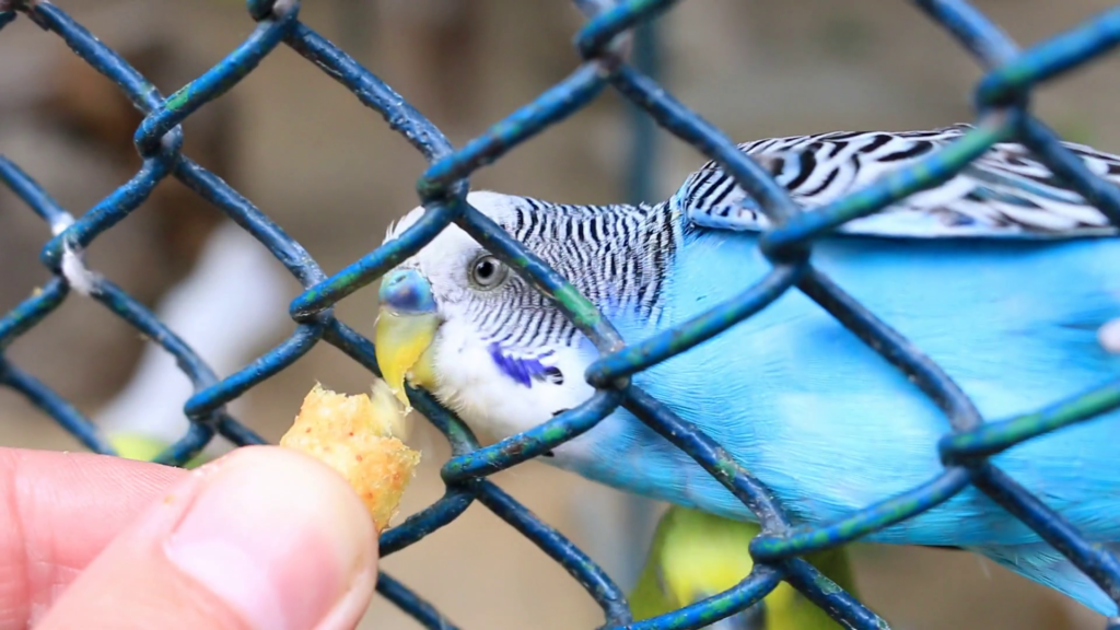 Не забывайте поощрять попугая