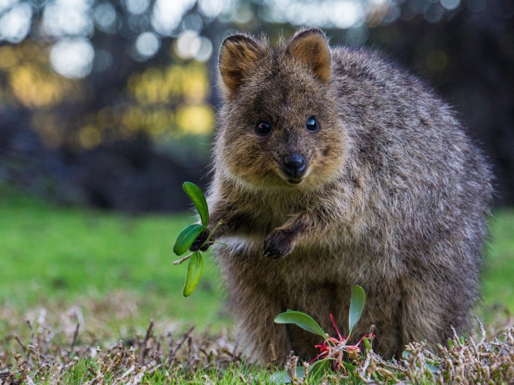 Карликовый кенгуру Квокка
