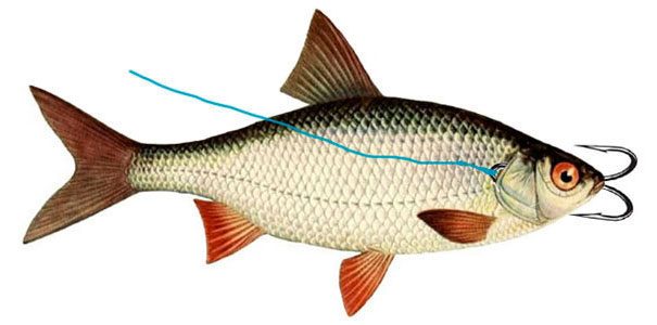 Как насаживать живца на крючок, двойку, тройник — фото и советы