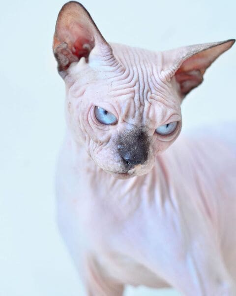 Уход и содержание бамбино