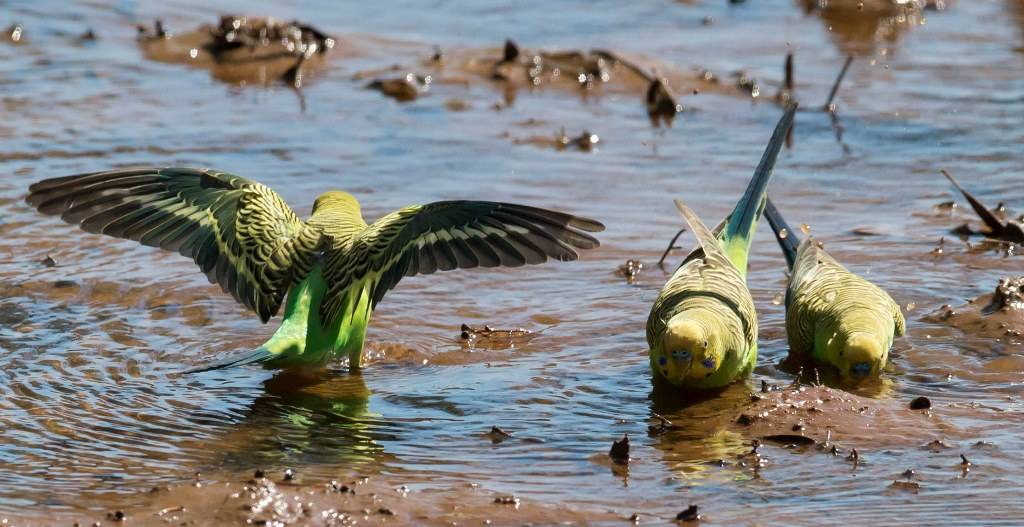 Волнистый попугай (Melopsittacus undulatus)