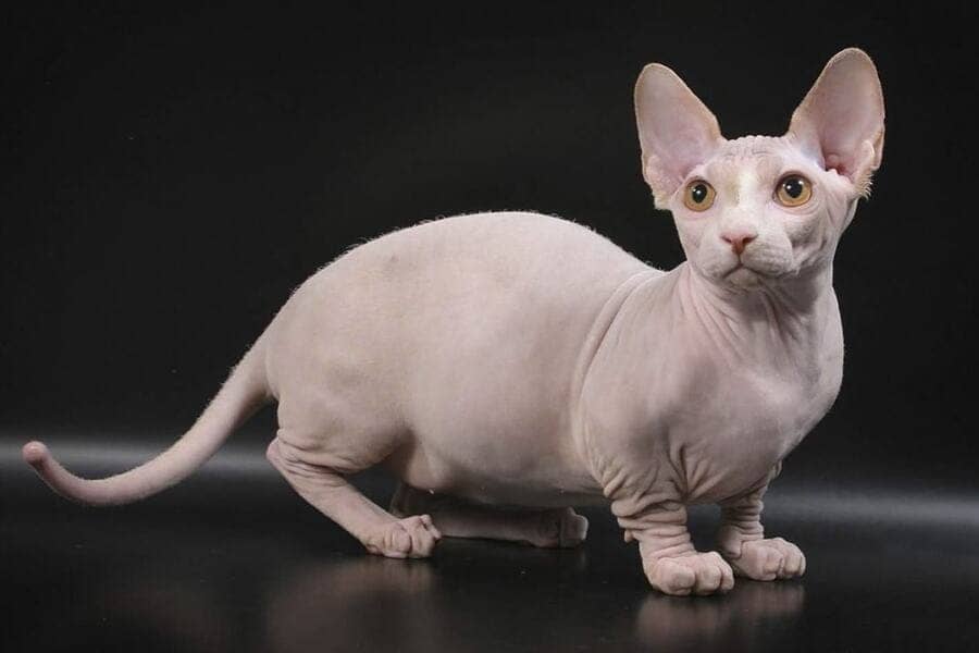 Здоровье кошки бамбино