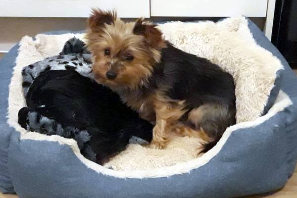 уютный диван для йорка