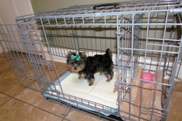 туалет с подгузником в квартире для йорка