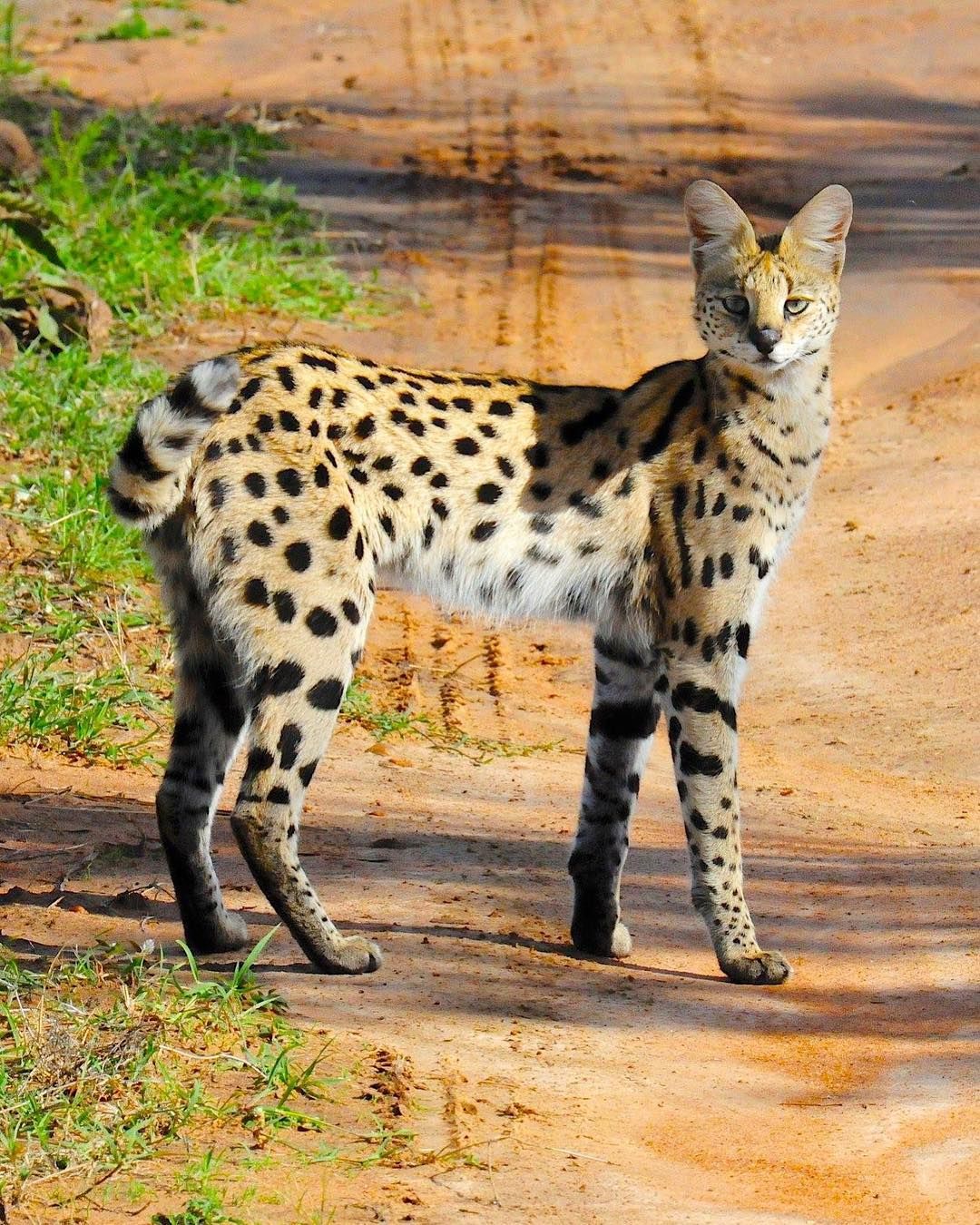 Африканский сервал