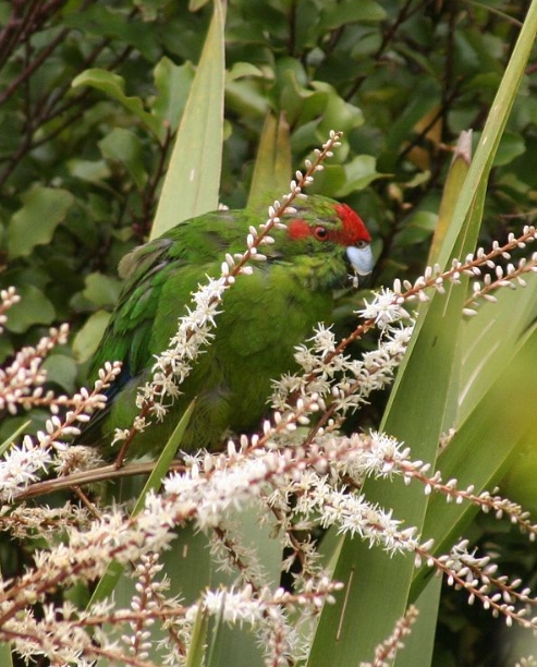 Попугай какарик: внешний вид, содержание, как приручить