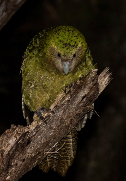 Какапо: нелетающий зеленый попугай из Новой Зеландии, описание