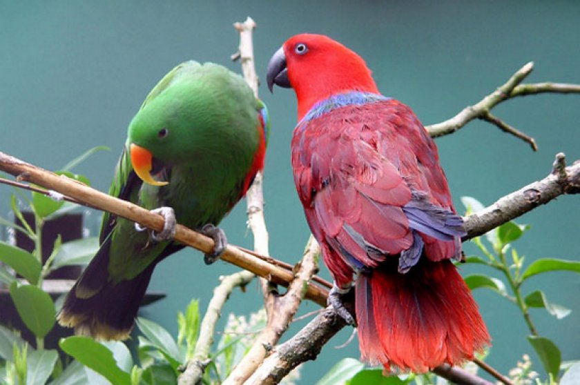 Попугай Эклектус - содержание, сколько живёт, чем кормить