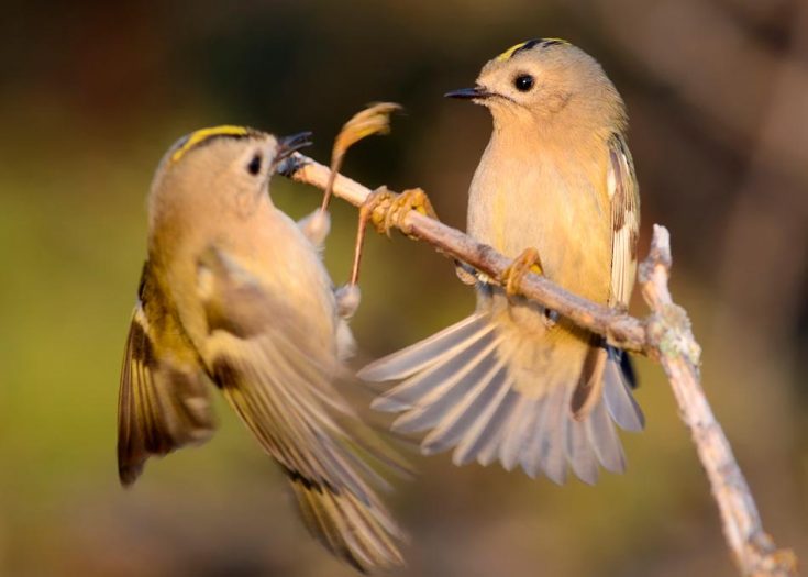 Желтоголовый королёк