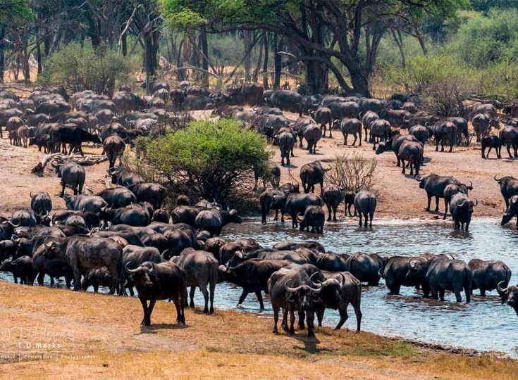 Домашний буйвол: особенности содержания и ухода