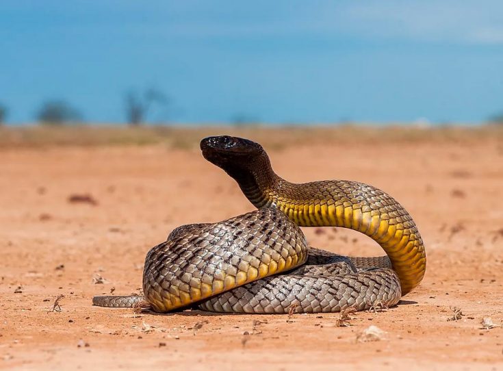 Тайпан: образ жизни и среда обитания змеи