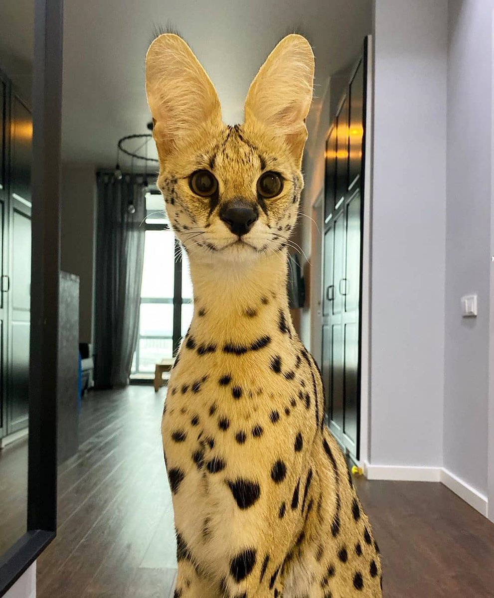 Сервал Саванна