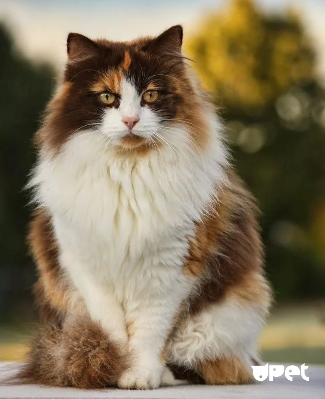 Трехцветная красавица