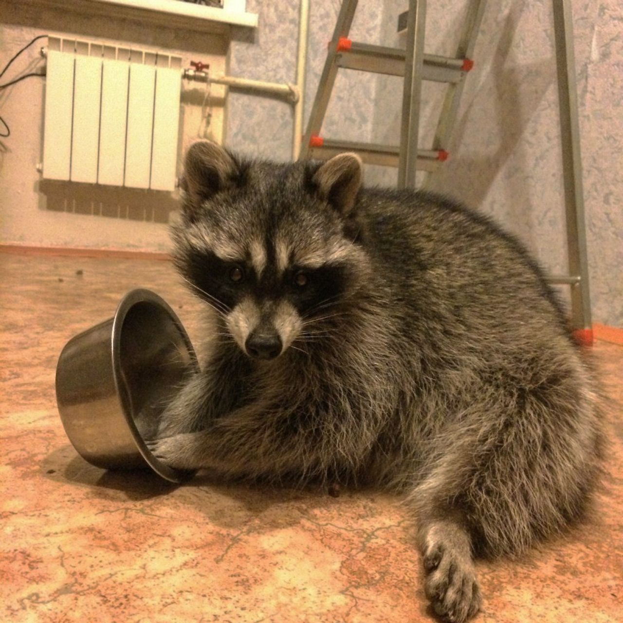 Енот-полоскун в доме