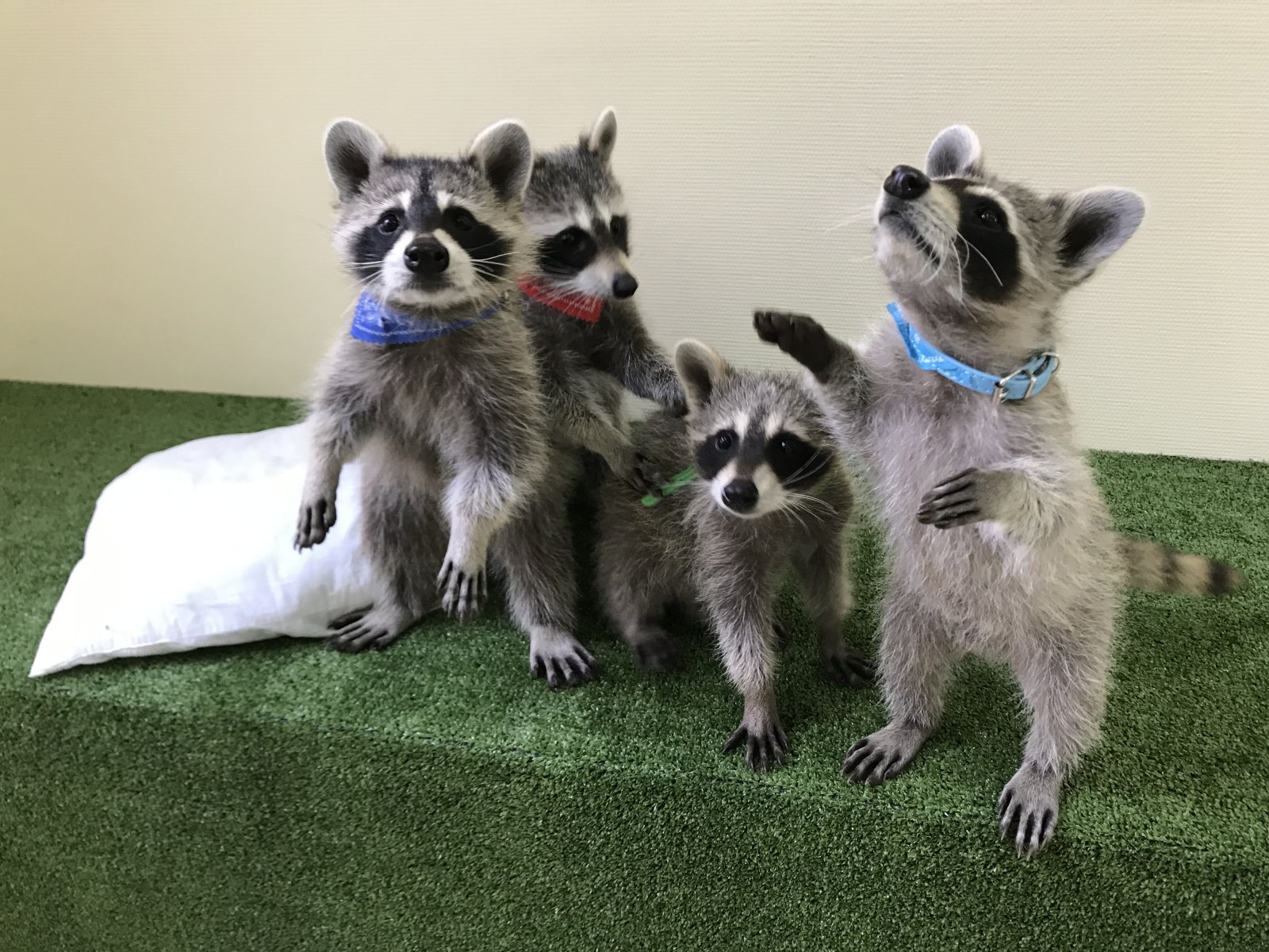 Еноты в доме