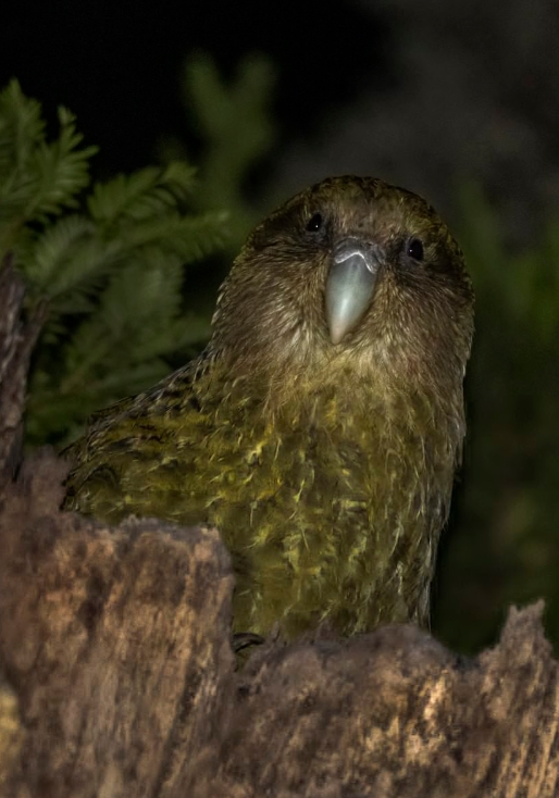 Какапо: нелетающий зеленый попугай из Новой Зеландии, описание