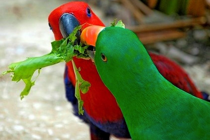Попугай Эклектус - содержание, сколько живёт, чем кормить