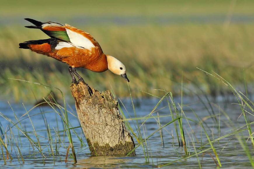 Огненный дух у воды