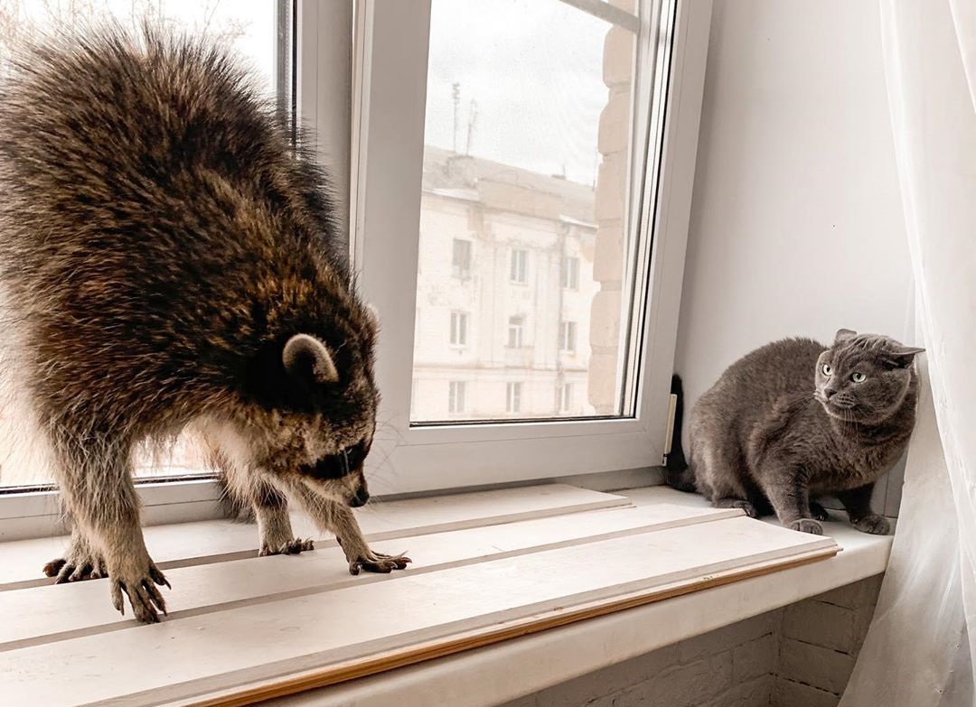 Домашние питомцы