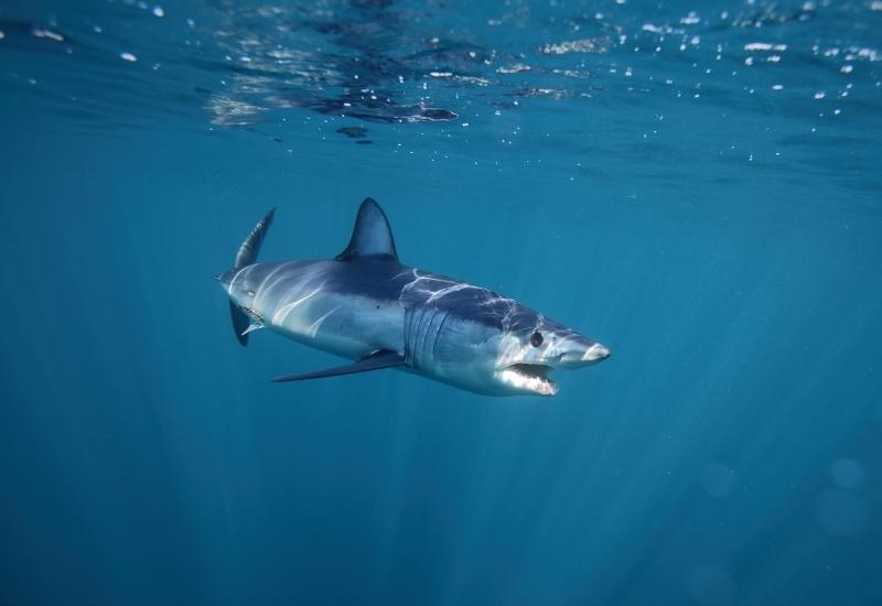 Акула мако Египет