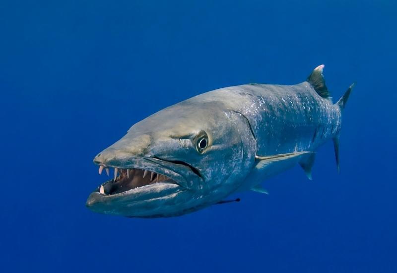 Морские хищники Египет барракуда