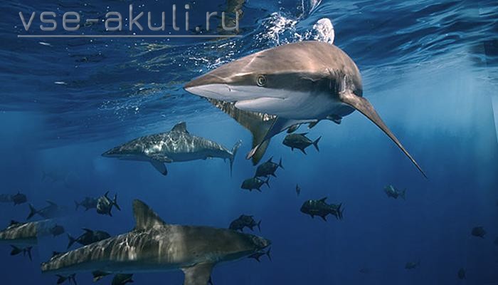 Акулы на дне моря