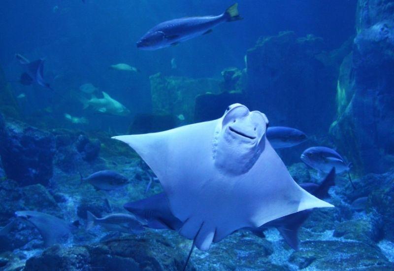 Скат-хвостокол Турция