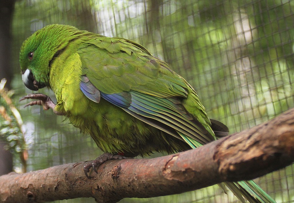 Антиподский прыгающий попугай