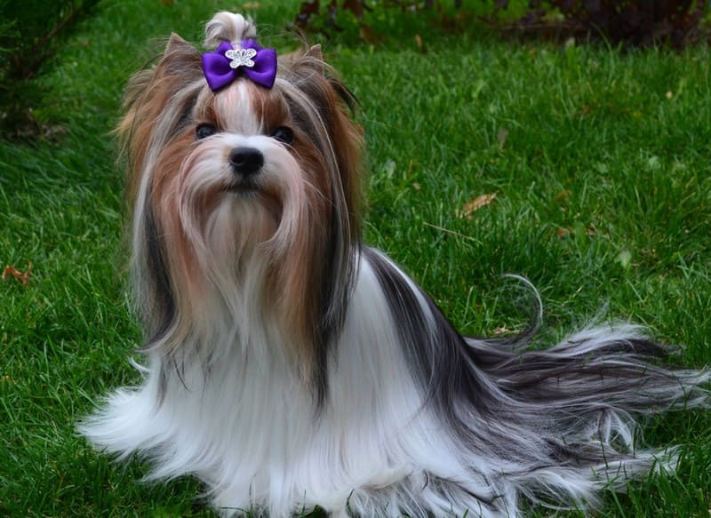 Бивер йоркширский терьер - описание породы и характера, содержание йоркшир бивера